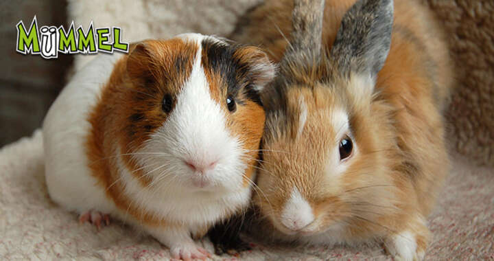 banner muemmel nager 720x380 (1)